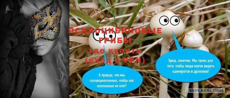 Псилоцибиновые грибы Psilocybe  сколько стоит  Амурск 